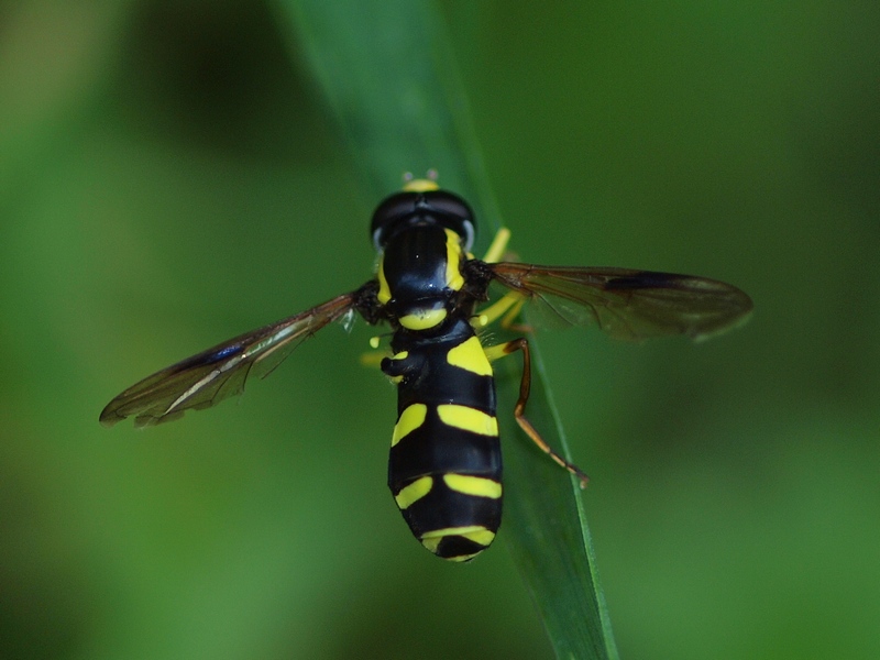 Xhanthogramma sp. maschio (Syrphidae)